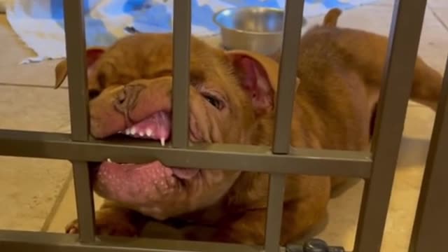 I wonder why one of them is biting the cage? Are you hungry?