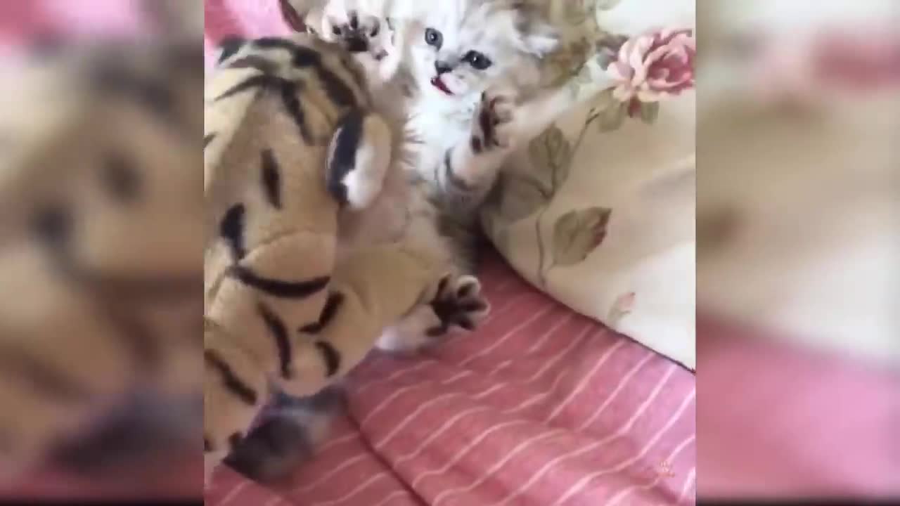 Baby Cats - Cute and Funny Cat Videos Compilation #30