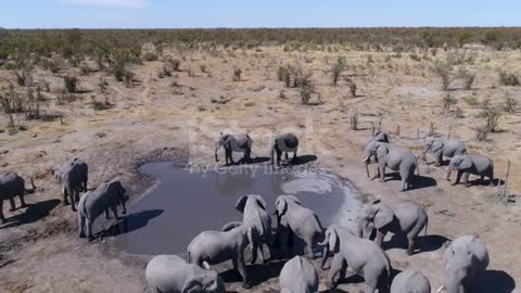 elephants drinking