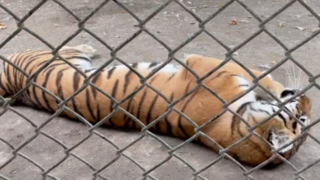 Does a tiger play the devil