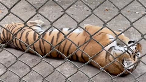 Does a tiger play the devil