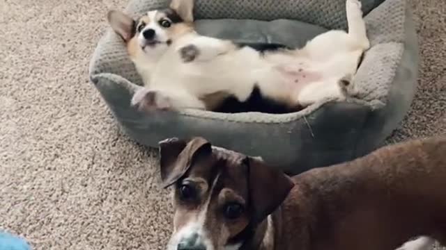 Happy #internationalcorgiday to all those cute splooters out there!