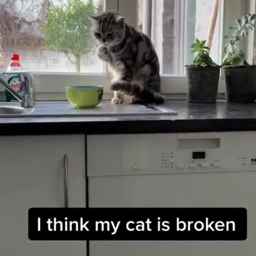 Just some Funny CATS