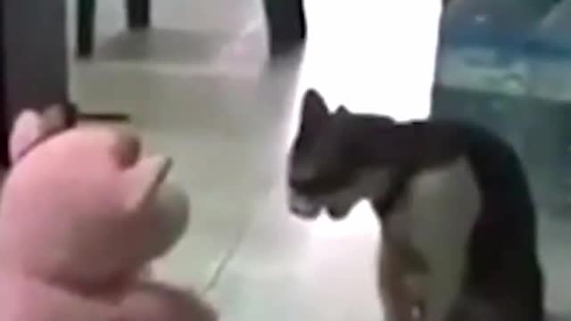 Amazing Cat Fighting Moves