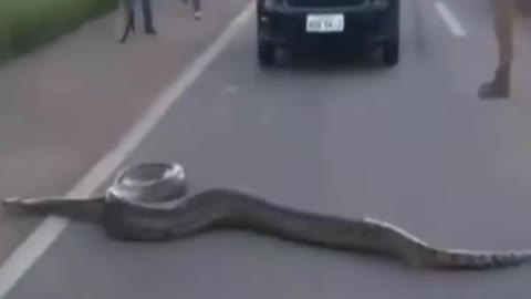 Terrible ! Big Python Crosses The Road