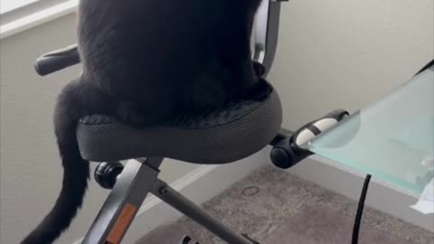 Adopting a Cat from a Shelter Vlog - Cute Precious Piper Does a More intense Work Out #shorts