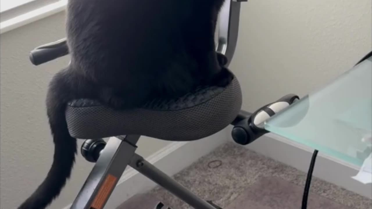 Adopting a Cat from a Shelter Vlog - Cute Precious Piper Does a More intense Work Out #shorts