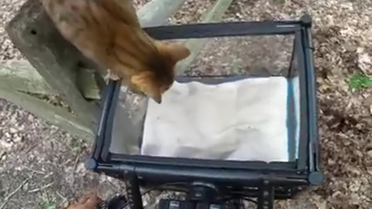 New cat video