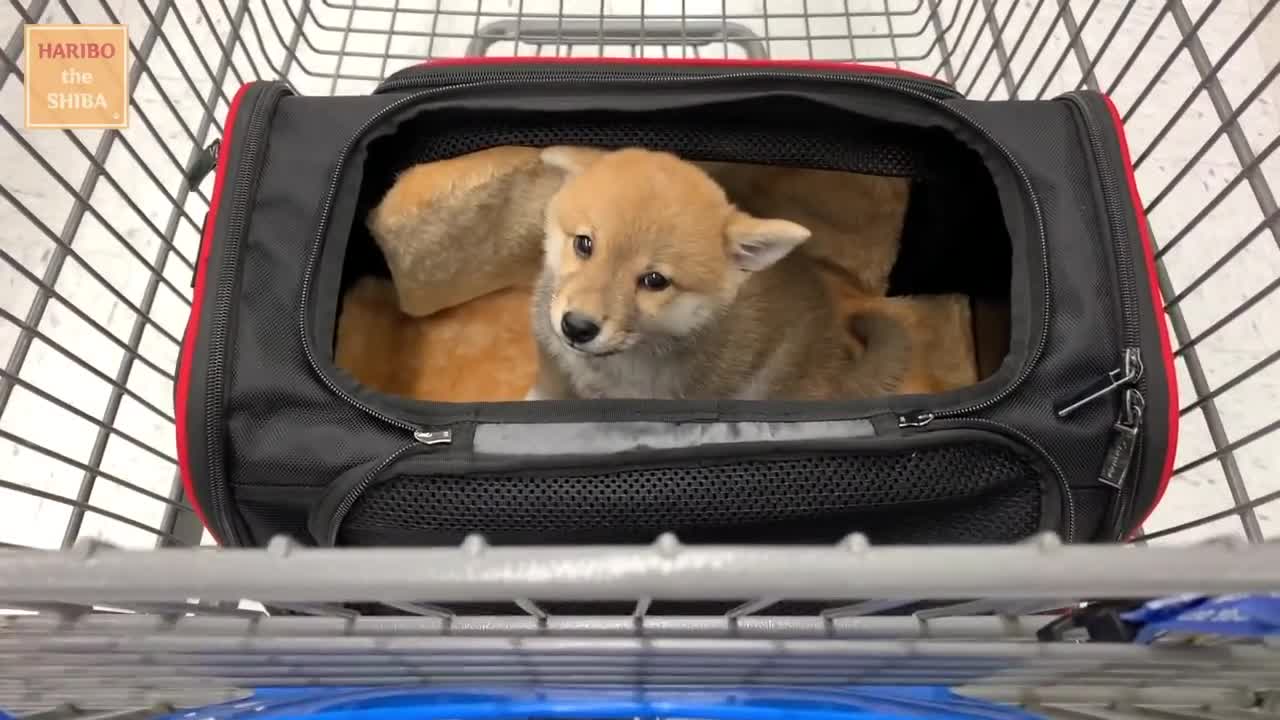 Shiba Inu from Puppy to Adult (8 weeks to 1 year)