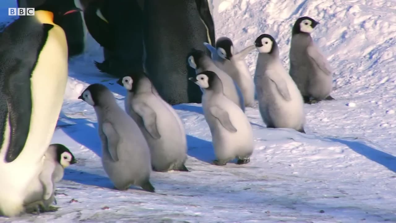 Baby Penguin Tries To Make Friends| Snow Chick:A Penguin's Tale| BBC Earth