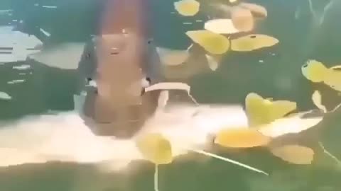 This is a beautiful and charming water-dwelling species