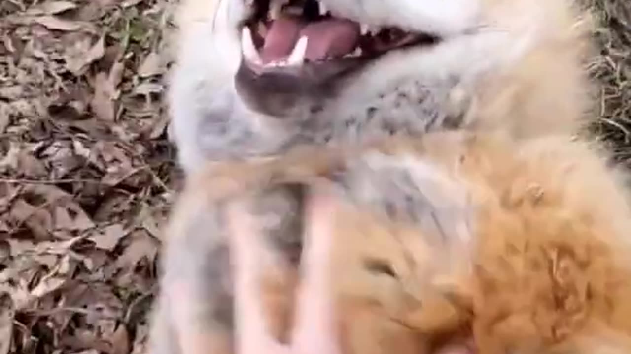 Fox Laugh Funny Animal Moment