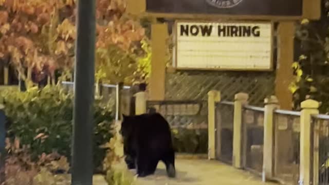 Big Black Bear Strolls Downtown Gatlinburg