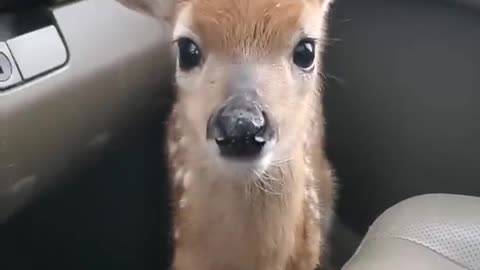 Cute animals