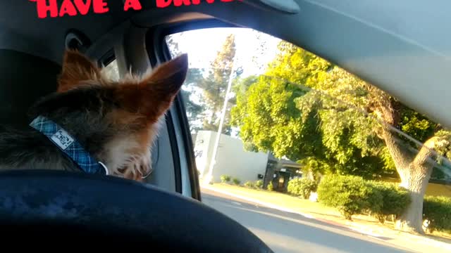 Doggie driving.