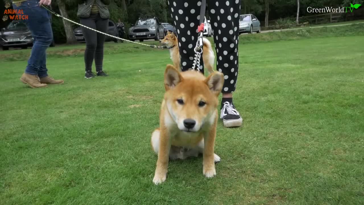 THE SHIBA INU - THE SCREAMING DOG OF JAPAN