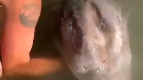 This is a beautiful and charming water-dwelling species