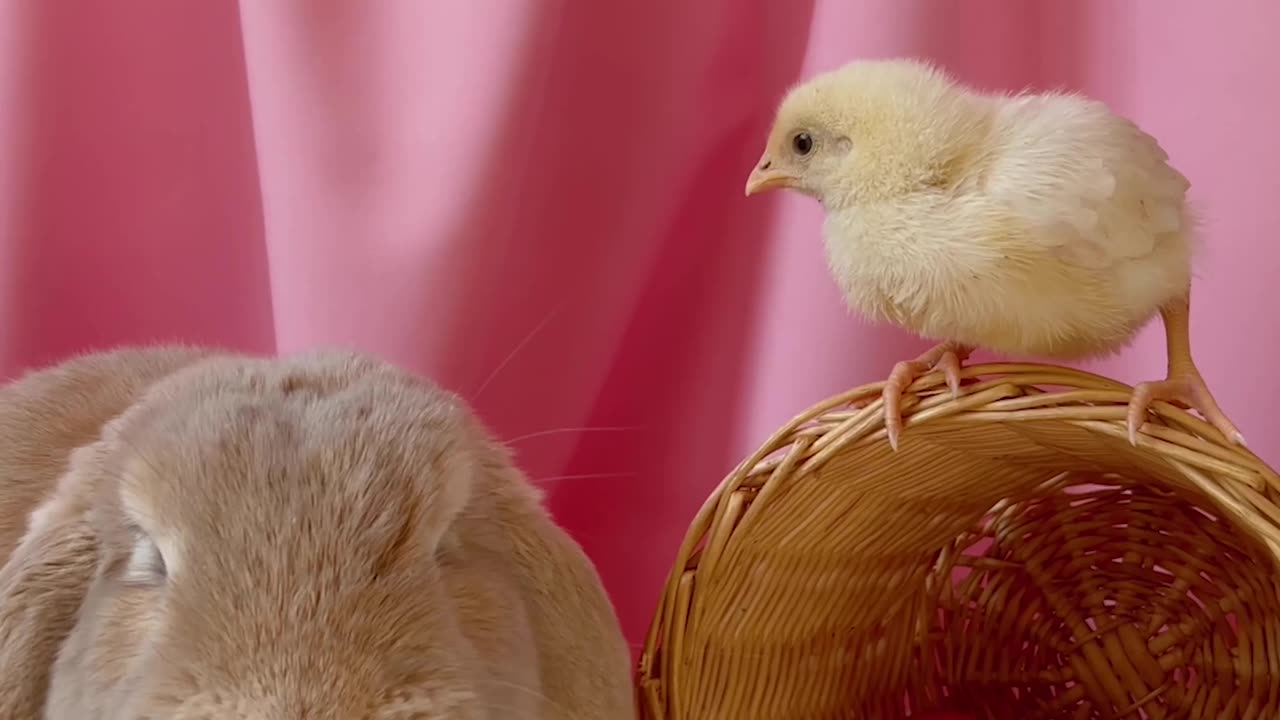 Adorable Easter Bunny keeps the chicks company