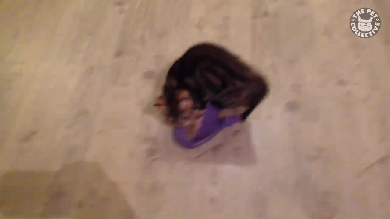 Try not to laugh on these funny kittens...