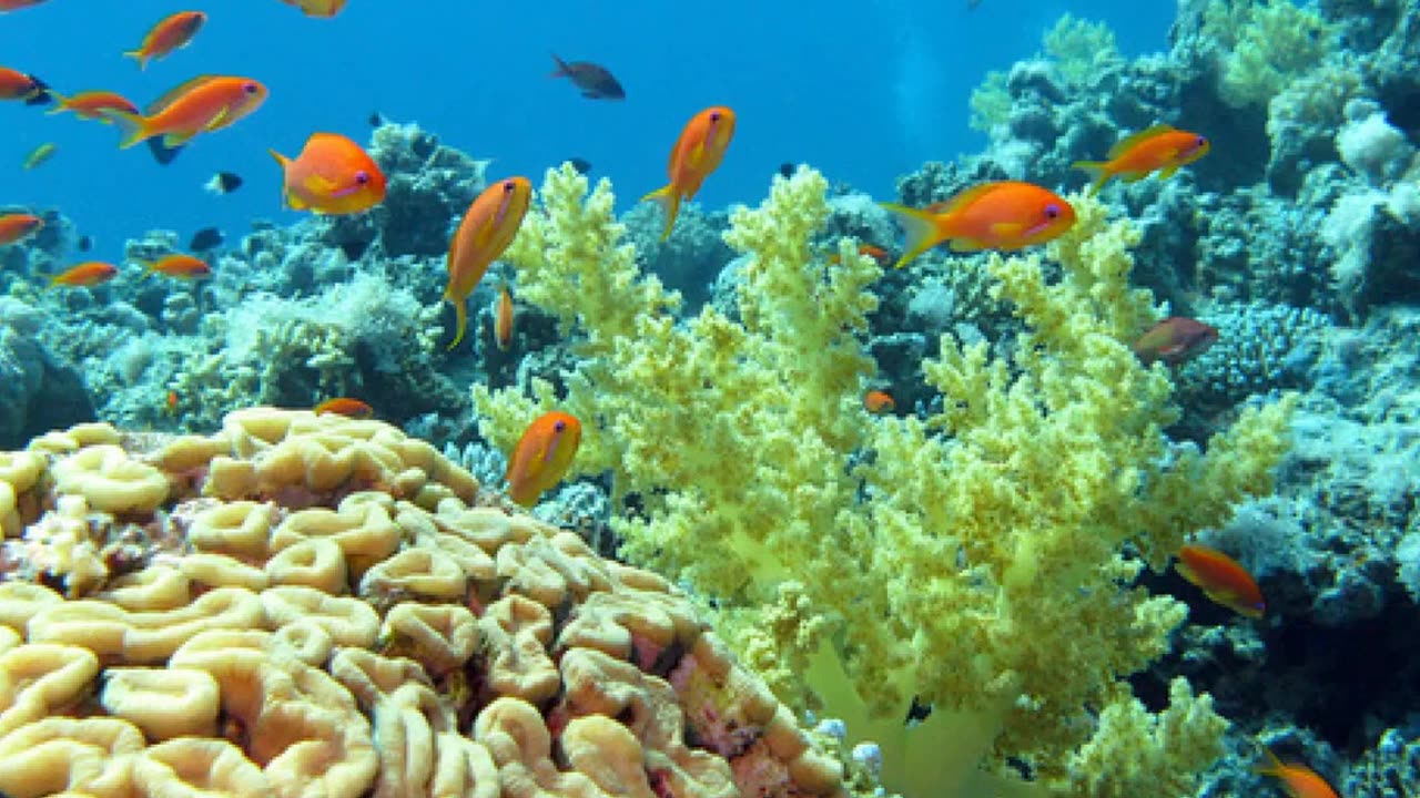 Discover the Underwater Wonders!