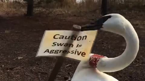 The funniest animal all the time in the world