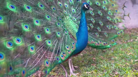 Peacock is one of the most beautiful birds