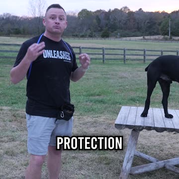 Top 3 Reasons You SHOULDN’T Get a Cane Corso