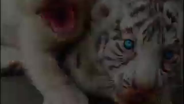 you love animals ? cute animals video | TikTok Compilations | #shorts