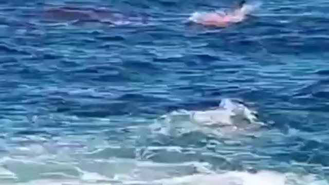 An Australian man was torn to pieces by a large white shark