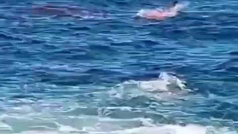 An Australian man was torn to pieces by a large white shark