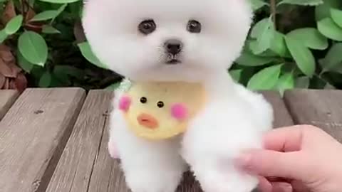 his dog omg educate yourself : Puppies#short Home Tik Toks Chines (360p)