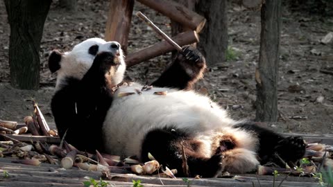 About panda animals