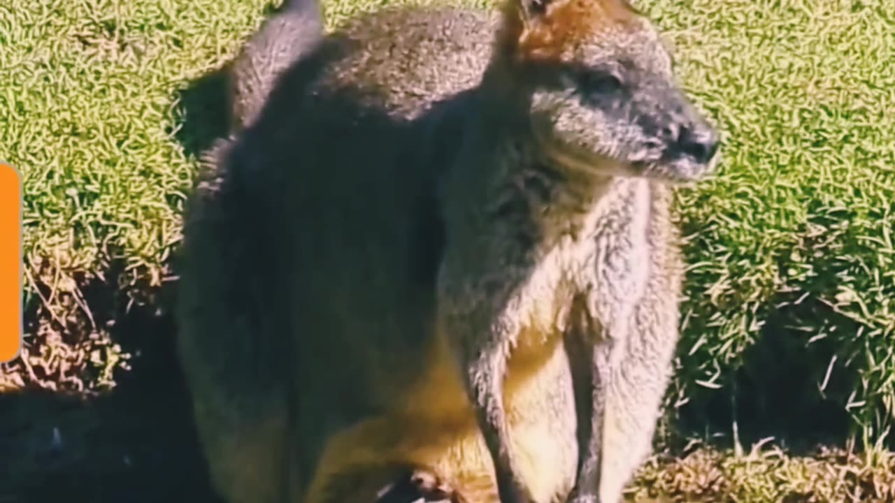 Kangaroo Baby Drinking Water .....