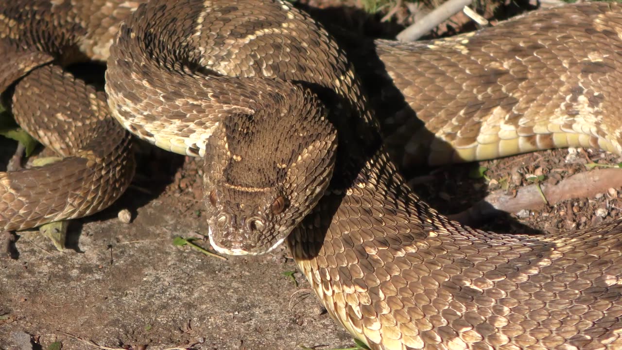 DOG bitten by SNAKE