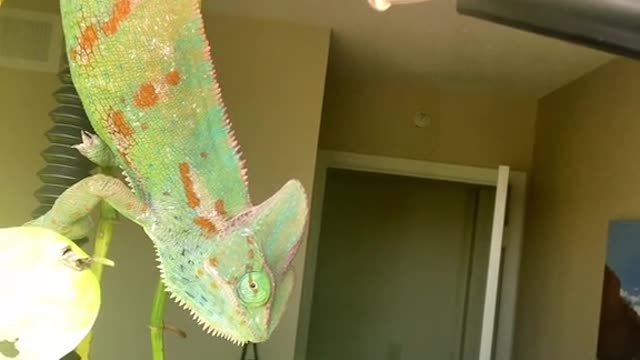 Chameleons usually move pretty slow unless its lunch time