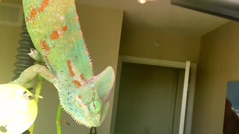 Chameleons usually move pretty slow unless its lunch time