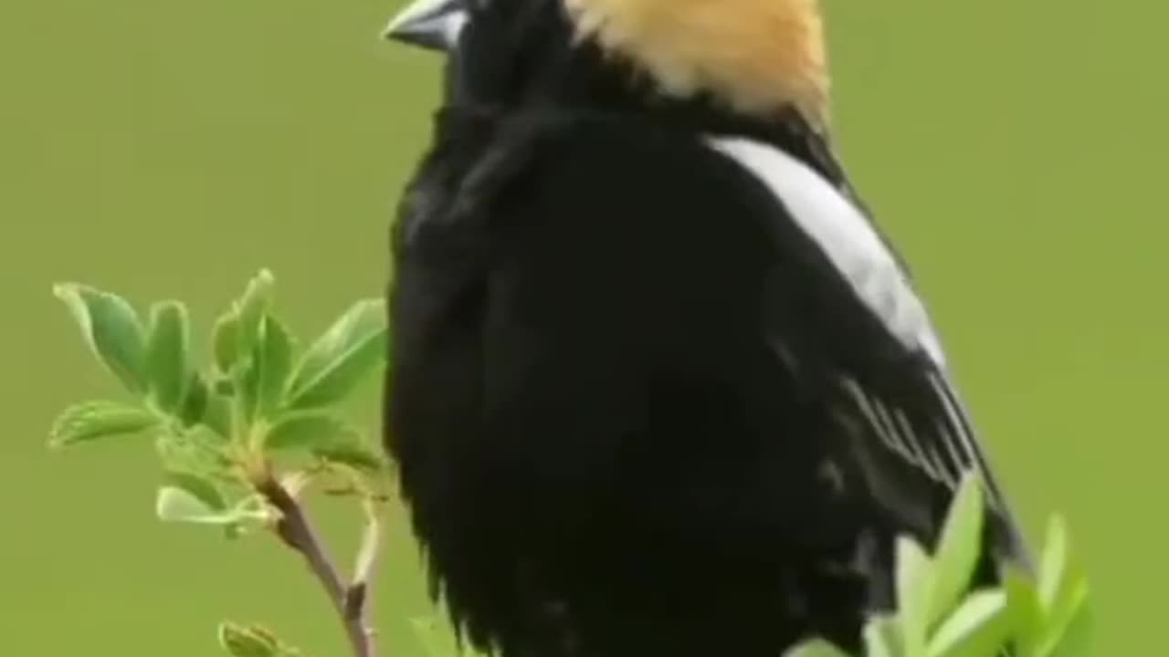Beautiful