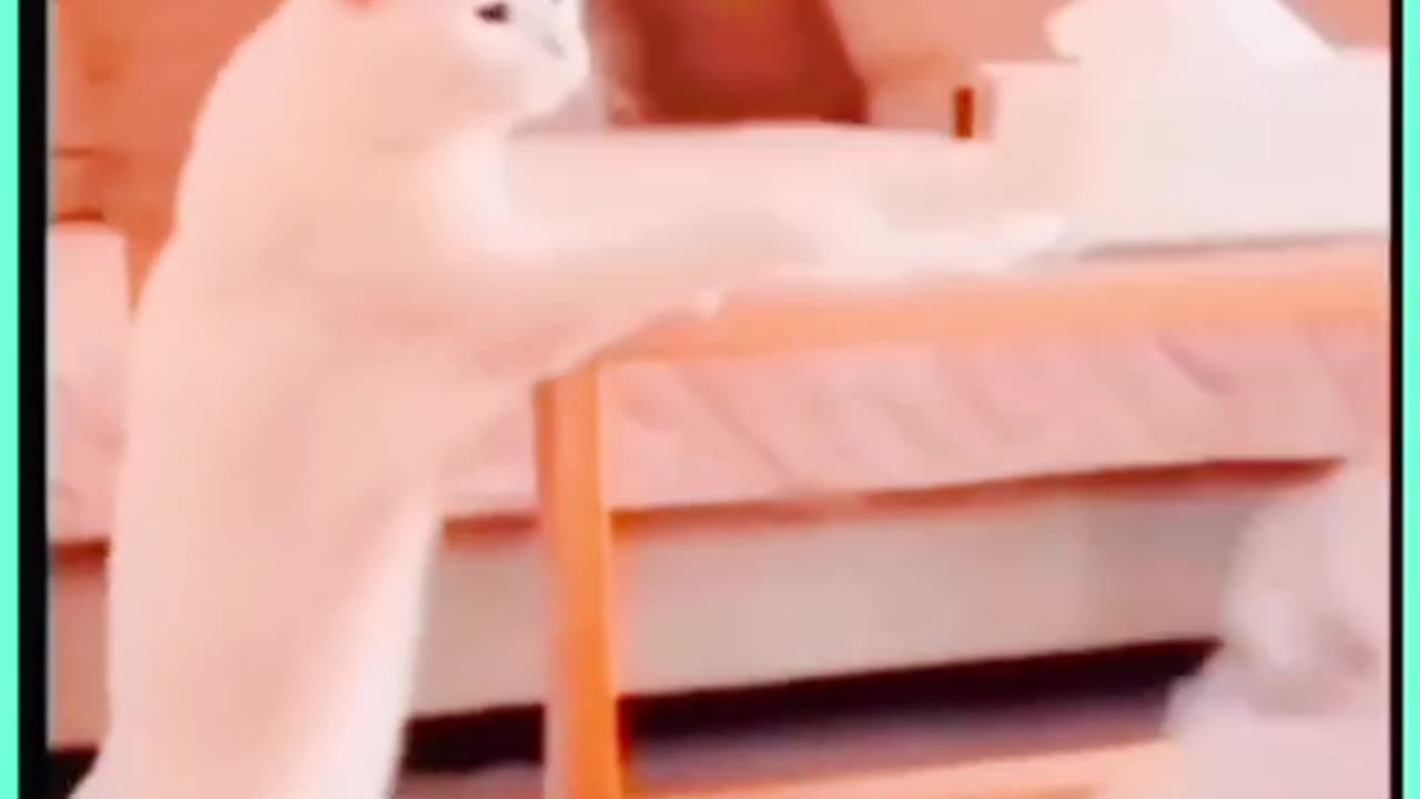 Cat funny moments 9