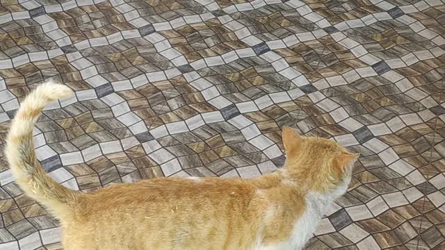 Home 🏠 🐱cat
