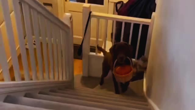 Pumpkin update! The end dog funny video 🐶dog short funny dog lovers dog life