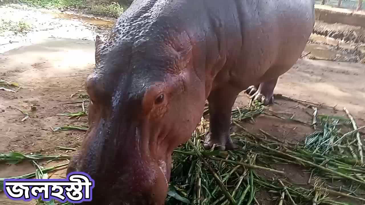 Hippopotamus eating ।। Animal video ।।