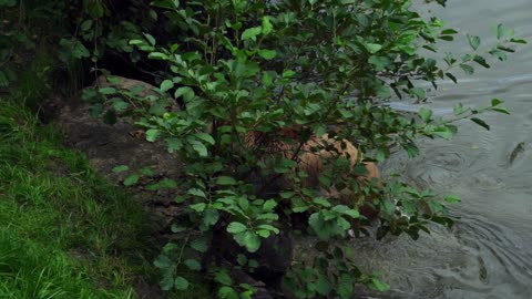 brown bear nature bear (beruang coklat beruang alam)