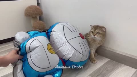 Funny Dog Videos