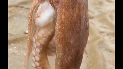 Octopus in a bottle