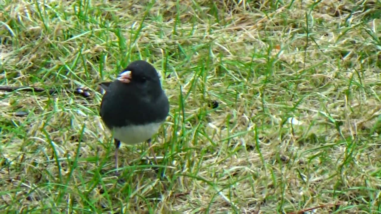 Dark-eyed junco