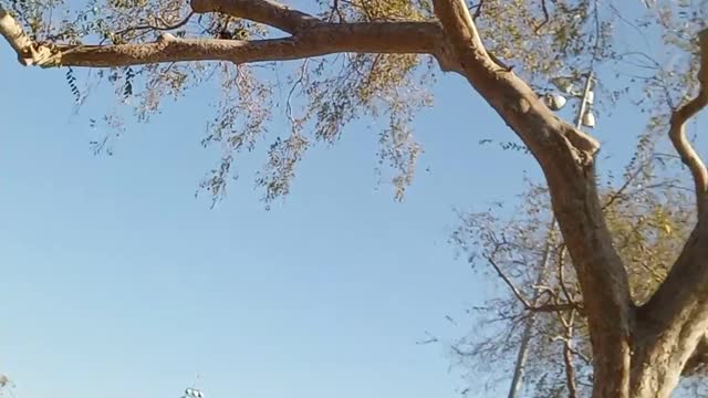 DEL VALLE PARK. LAKEWOOD CALIFORNIA