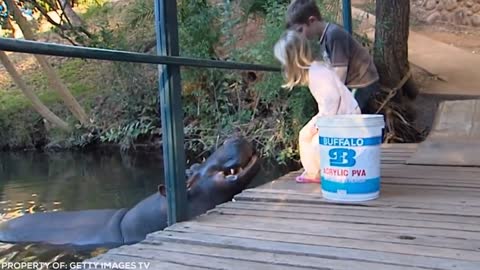 Lion Sees Her Adoptive Dad After 7 Years...