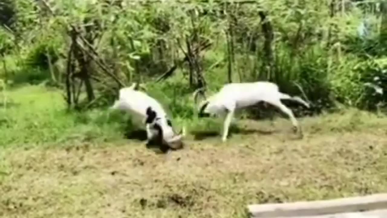 FΓΉnny animals, Funny animals Hub, πππ€£π, crazy funny animals πππ€£, funny videos, πfunny movements