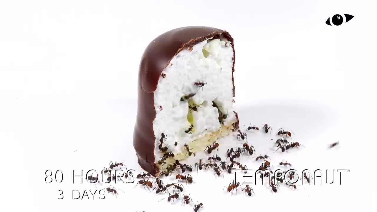 Timelapse Ants vs Marshmallow