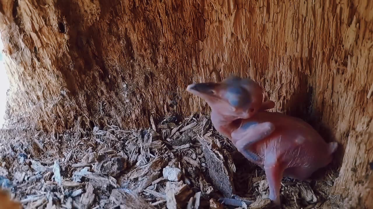 This shrike feeds its young with a barely swallowed lizard